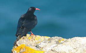 Red-billed Chough