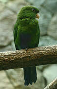 Blue-bellied Parrot