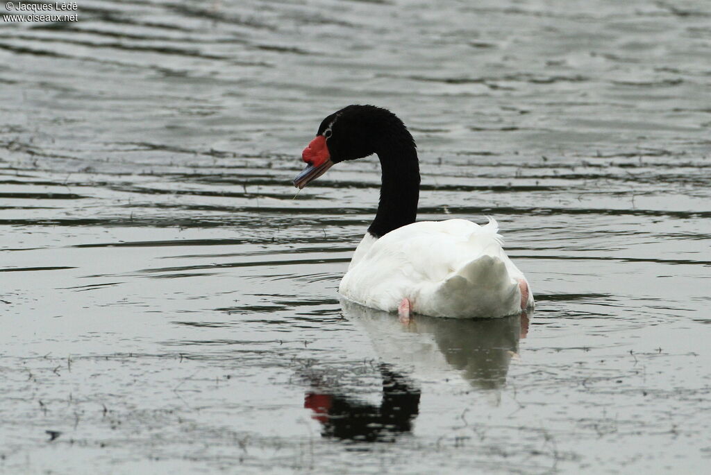 Cygne à cou noir