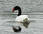 Cygne à cou noir