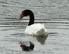 Black-necked Swan