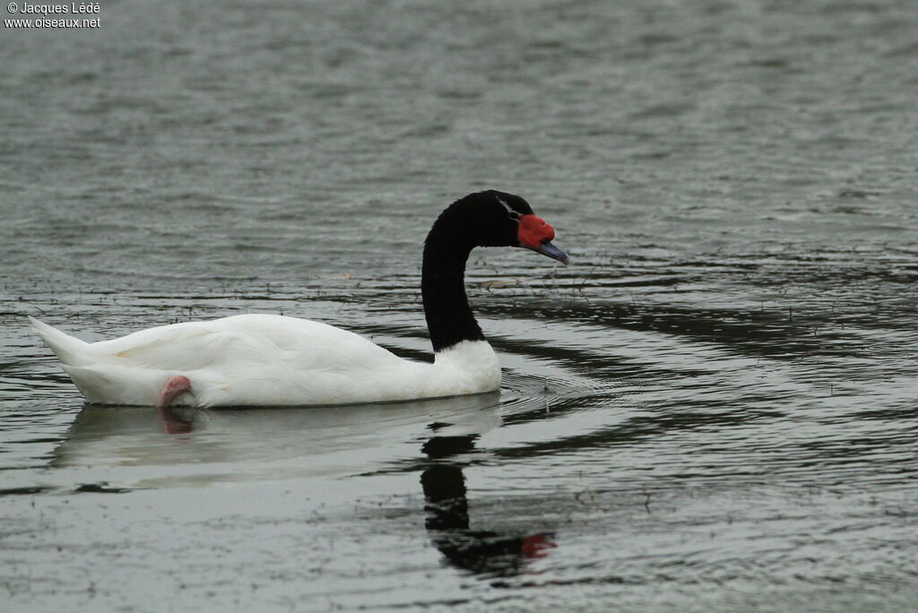 Cygne à cou noir