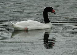 Black-necked Swan