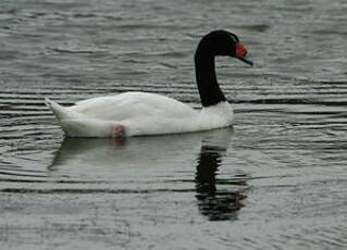 Cygne à cou noir