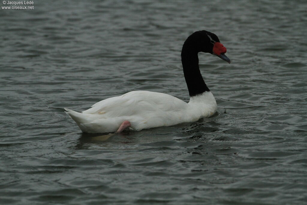 Cygne à cou noir