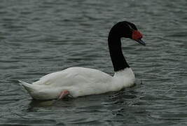 Black-necked Swan