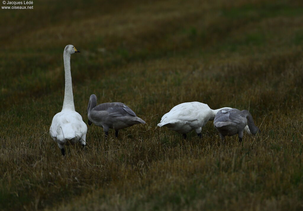 Cygne chanteur