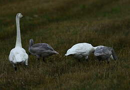 Cygne chanteur