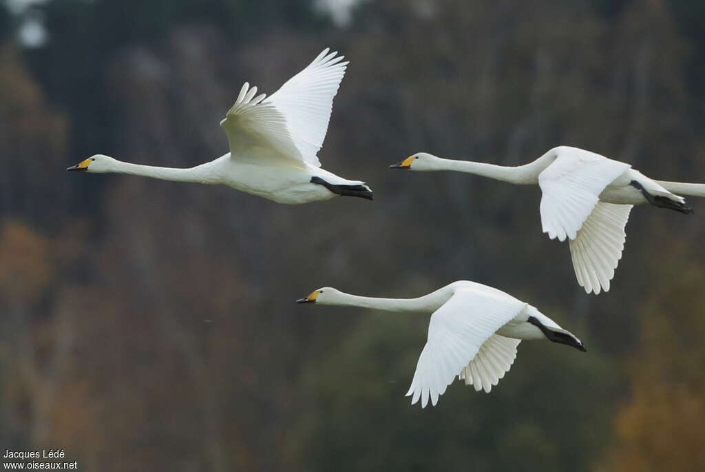 Whooper Swan, Flight