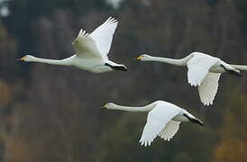 Whooper Swan