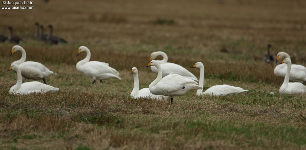 Whooper Swan