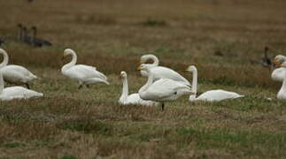 Whooper Swan