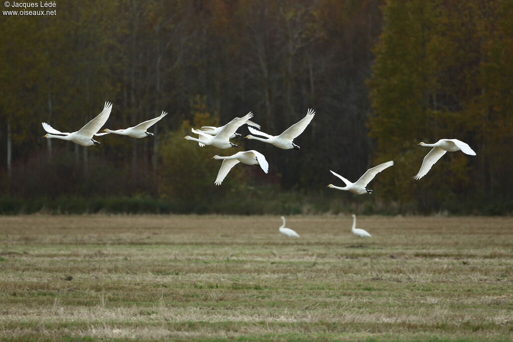 Whooper Swan