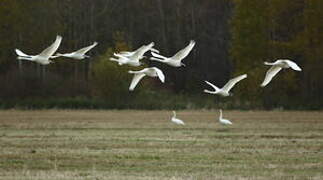 Whooper Swan