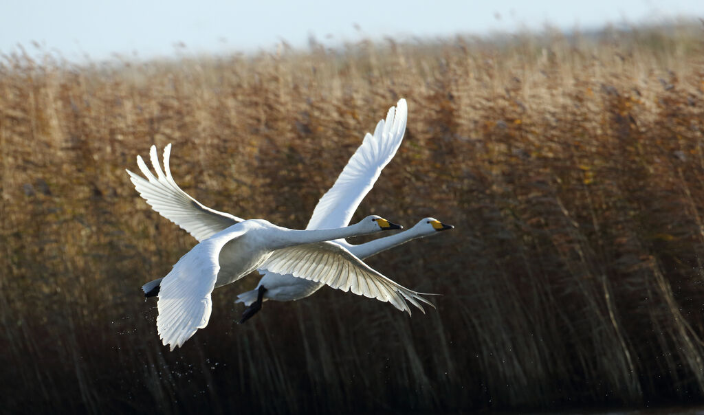 Cygne chanteur