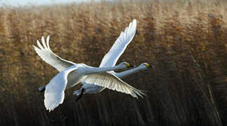 Whooper Swan