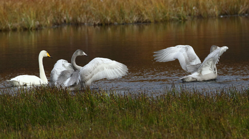 Whooper Swan