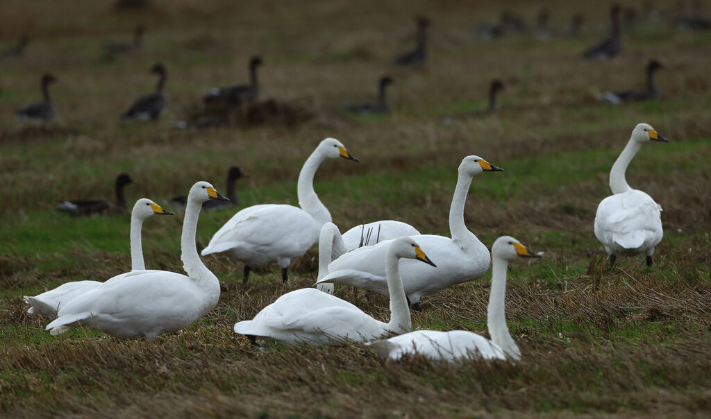 Cygne chanteur