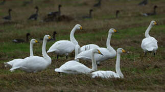 Cygne chanteur