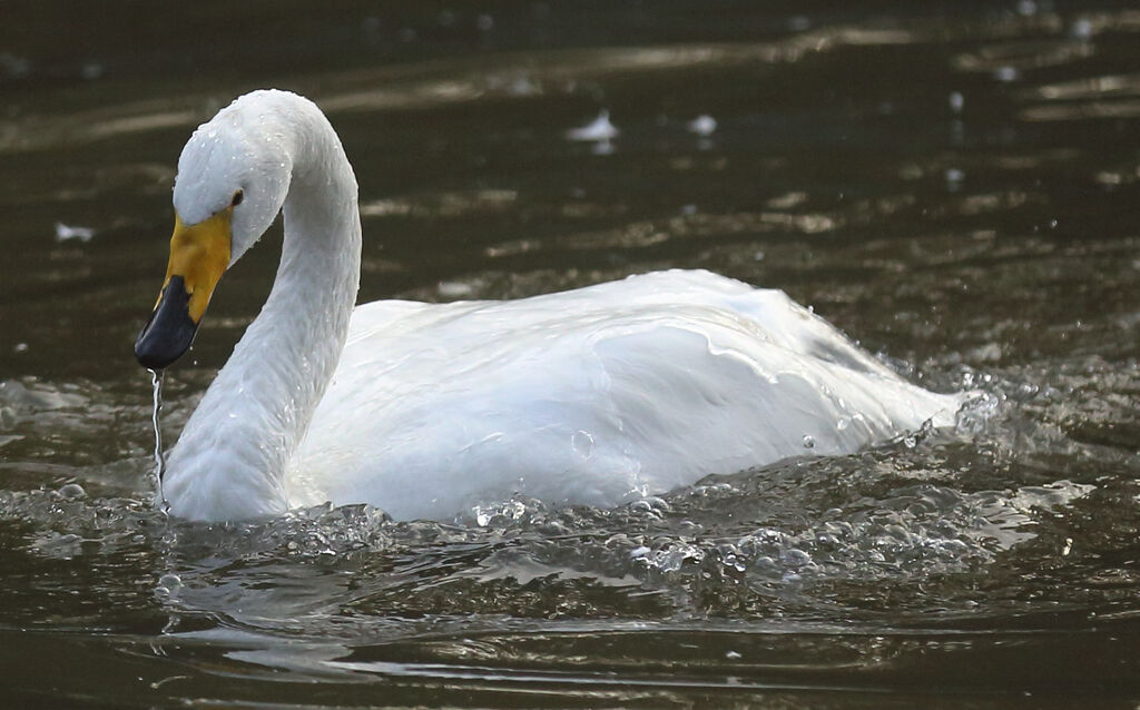 Cygne chanteur