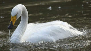 Whooper Swan