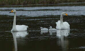 Whooper Swan