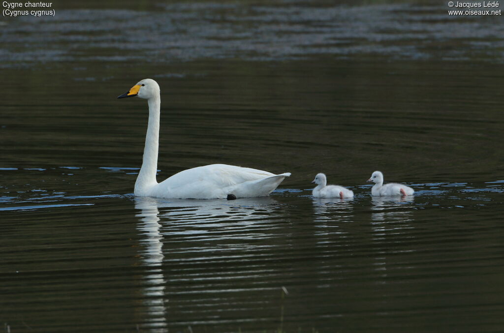 Whooper Swan