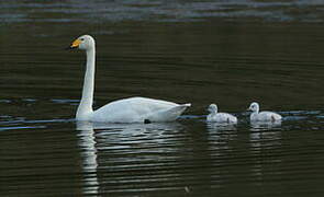 Cygne chanteur