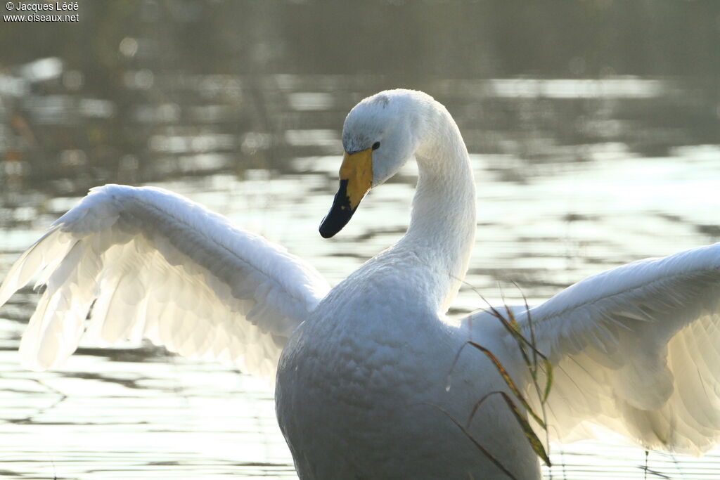 Whooper Swan