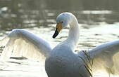 Cygne chanteur