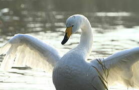 Whooper Swan