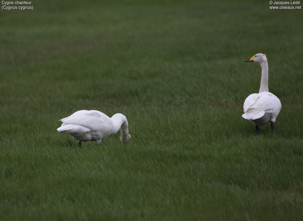 Whooper Swan