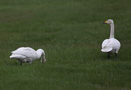 Whooper Swan