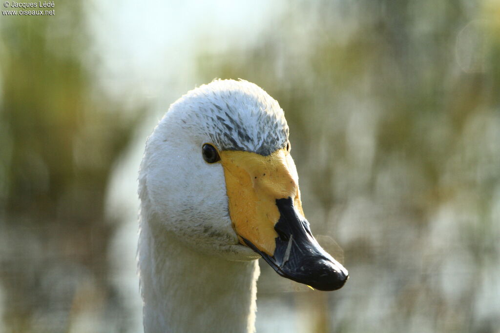 Cygne chanteur