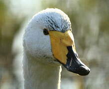 Whooper Swan