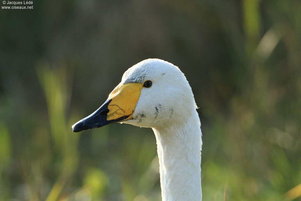 Whooper Swan