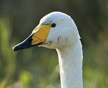 Whooper Swan