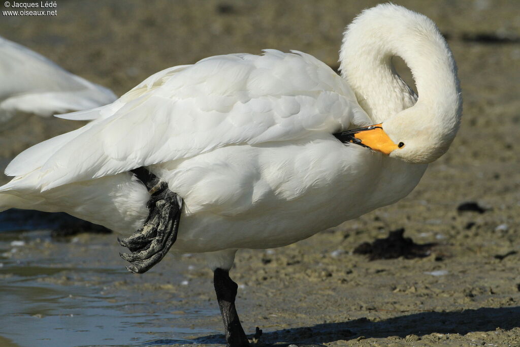 Cygne chanteur