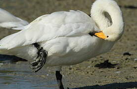 Whooper Swan