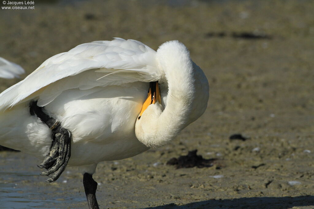 Cygne chanteur