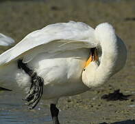 Whooper Swan