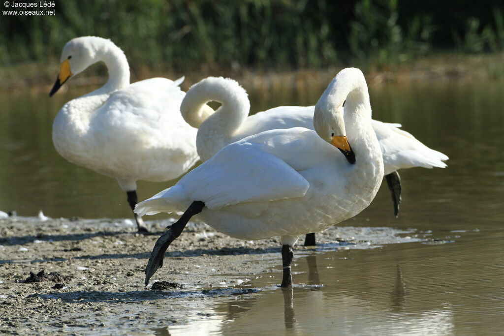 Cygne chanteur