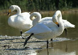 Whooper Swan