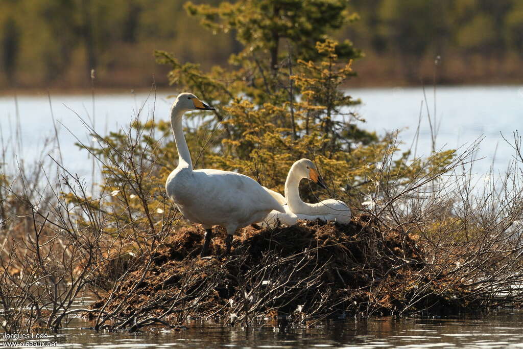 Cygne chanteuradulte, Nidification