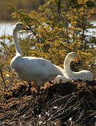 Cygne chanteur