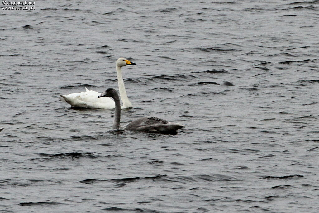 Whooper Swan