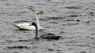 Whooper Swan