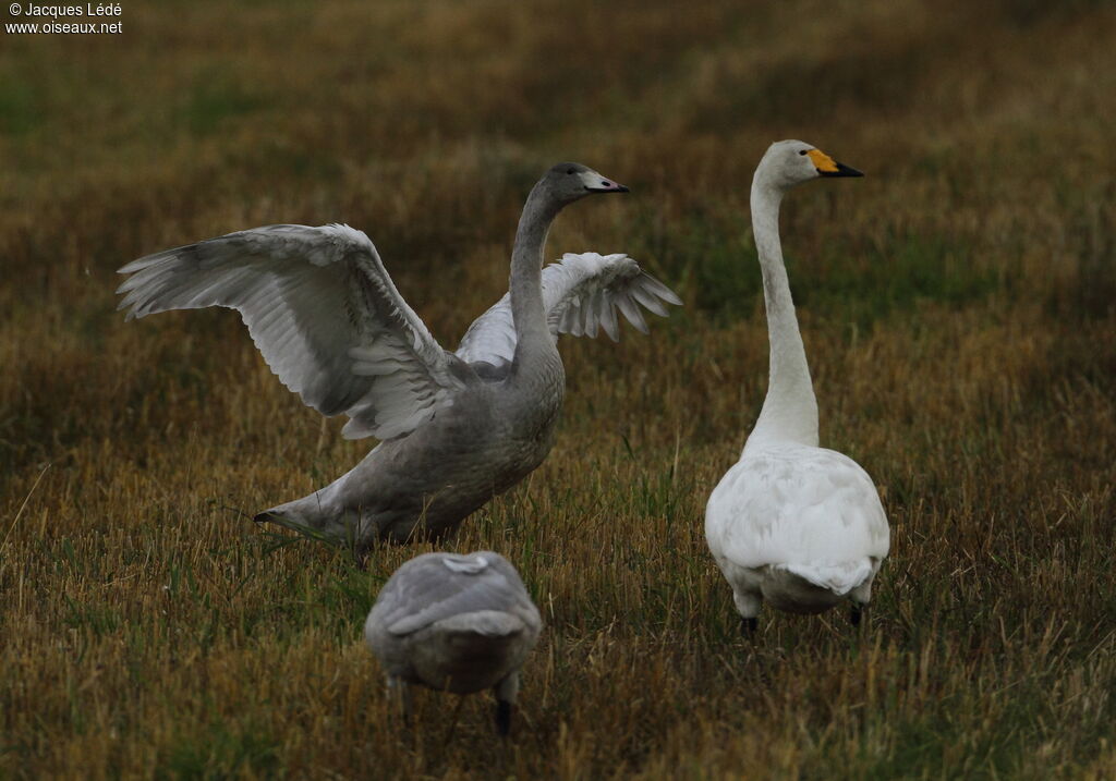 Cygne chanteur