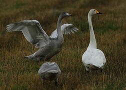 Cygne chanteur