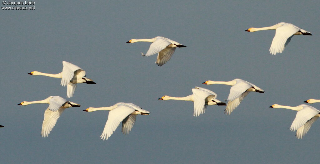 Cygne de Bewick, Vol